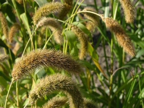 Foxtail Millet (小米) - Health Benefits, Uses, History