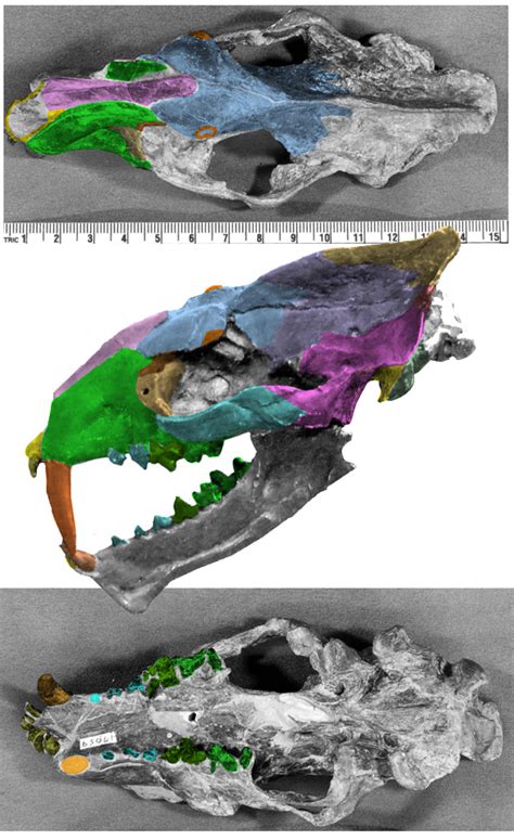 Machaeroides, Amphicynodon, Ectoganus, Stylinodon, Wortmania and Psittacotherium