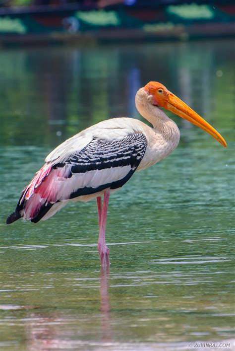 Painted Stork - Zubin's Photography