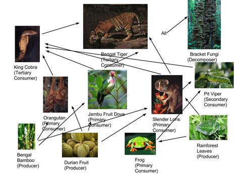 Food Web & Trophic Pyramid