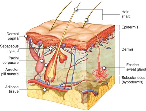 Hair and Nails | Anatomy and Physiology I | | Course Hero