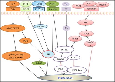 Cellular signaling pathways regulating β‑cell proliferation as a promising therapeutic target in ...