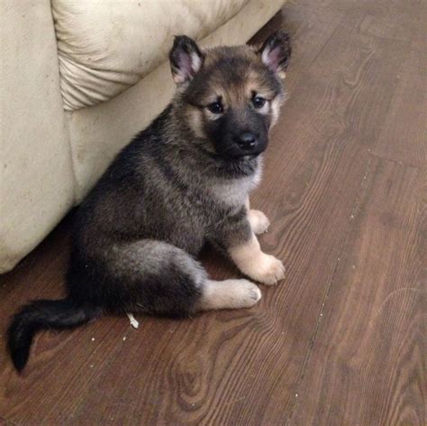 Alaskan Shepherd Info, Puppies, Temperament, Pictures