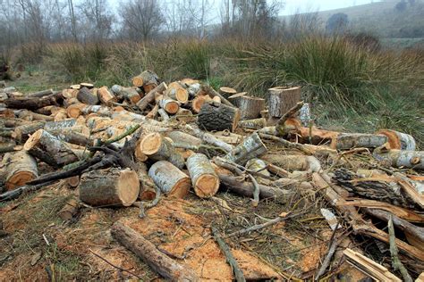 Diseñan una aplicación que identifica tipos de madera para evitar la tala ilegal