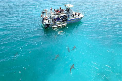 Shark Cage Diving - Marine Dynamics