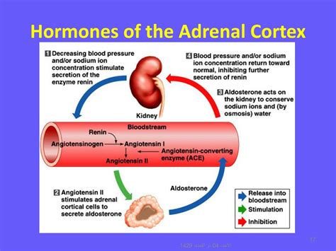 Adrenal cortex hormones and functions - daxagents