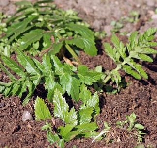 Growing Parsnips