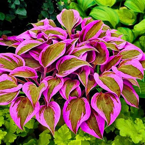 Existe-t-il des hostas roses? - Jardinier paresseux