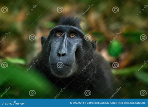 Celebes Crested Macaque, Macaca Nigra, Black Monkey, Detail Portrait ...