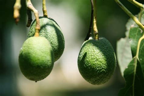 Westfalia launches two new avocado rootstocks - FreshFruitPortal.com