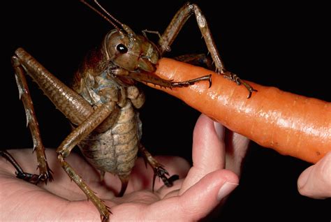 Absurd Creature of the Week: This Bug Is Big as a Gerbil. Fortunately ...