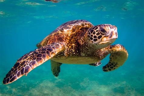 Everything You Need to Know About the Grand Cayman Sea Turtle Farm ...