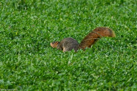 "Natural World" Through My Camera: Red Fox Squirrel