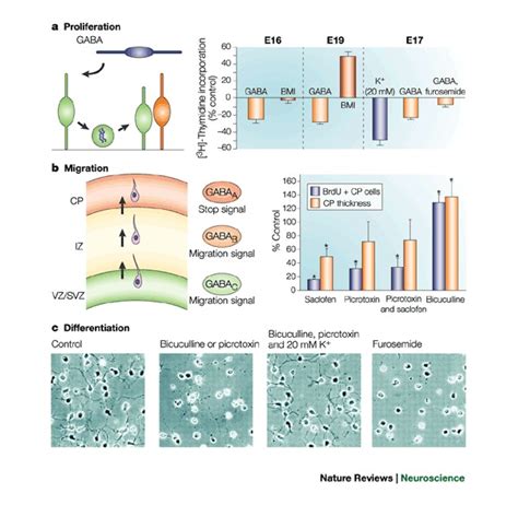 Non-synaptic actions of GABA might include modulation of proliferation,... | Download Scientific ...