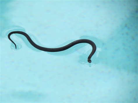 Gill and Keith World Tour: Snake in the swimming pool