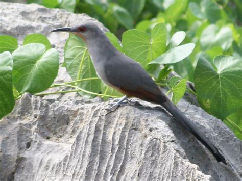 Hispaniolan Lizard-Cuckoo - eBird