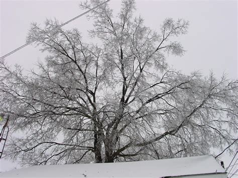 Free picture: snowy, tree