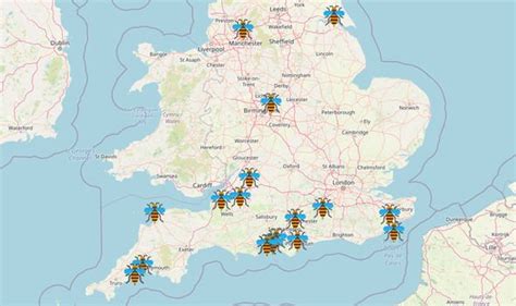 Murder hornets MAPPED: How to spot deadly Giant hornets - and report ...