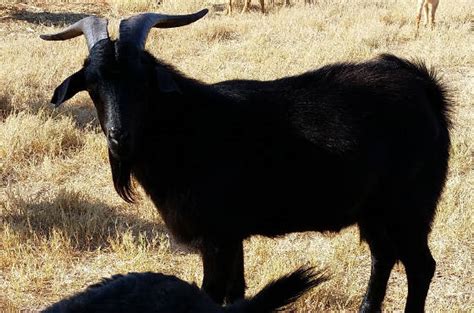 Purebred Black Spanish Goats | Lampasas TX - Lone Star Goats