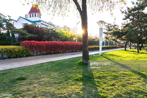 Tree In The Park At Sunrise High-Res Stock Photo - Getty Images