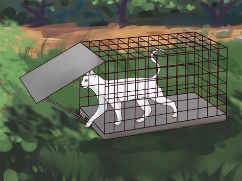 How to Trap Cats: 14 Steps (with Pictures) - wikiHow