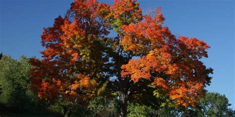 Maple Trees Georgia: Which Varieties to Plant - GFL Outdoors