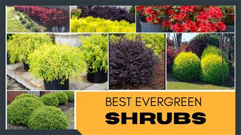 Best Small Shrubs For Full Sun In Front Of House