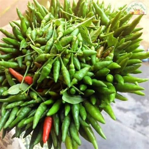 Kanthari Chilli 100gm - My Online Vipani