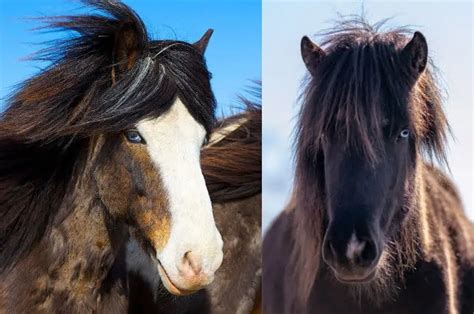 Horse Breeds With Blue Eyes: Top 10 Breeds