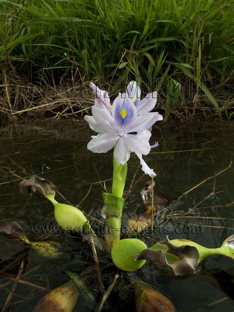 Eichhornia crassipes