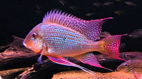 Geophagus surinamensis "Suriname" Wild