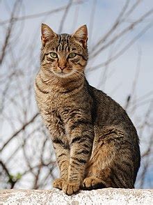 Tabby cat - Simple English Wikipedia, the free encyclopedia