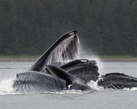 Humpback Whales bubble-net feeding, Alaska : r/wildlifephotography