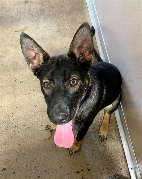 This six month old German... - City Of Oakdale Animal Shelter