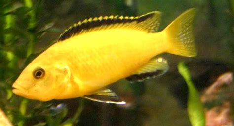 Yellow Lab Cichlid - Tank Mates | Size | Care | Breeding | Fry - SeaFish