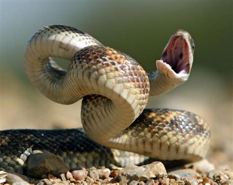 Snake facts & Types of snakes with pictures (Reptile)