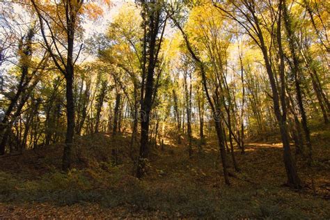 Magical Autumn Forest, Autumn Colors, Autumn Trees Stock Image - Image of fall, branch: 61670041