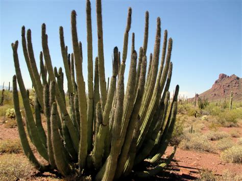 Journeys: Organ Pipe Cactus National Monument, Arizona - Hiking