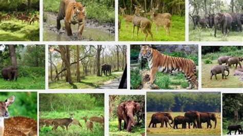 Famous Wildlife Sanctuaries / National Parks of Uttarakhand