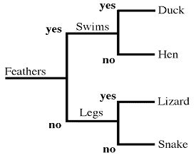 Dichotomous - Definition and Examples - Biology Online Dictionary