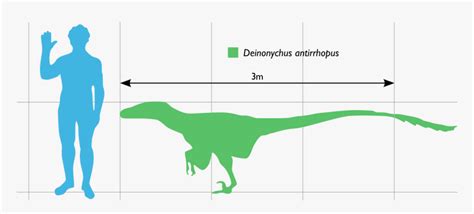 Deinonychus Compared To Human, HD Png Download , Transparent Png Image - PNGitem