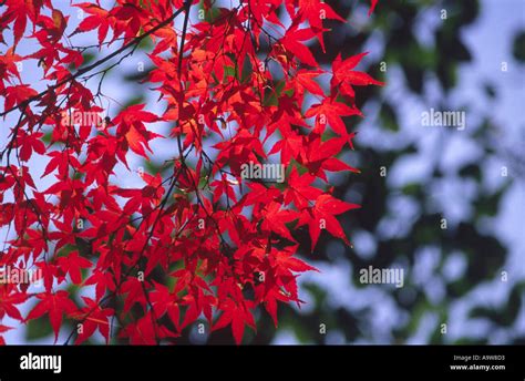 Japanese maple autumn fall colours in parks of Nara temples Japan Stock ...