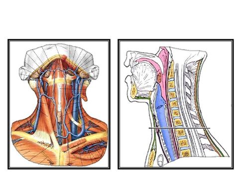 Deep cervical fascia (fascia colli)