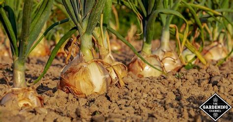 How do you take care of an onion plant? - Gardening Channel