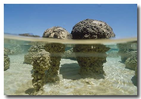 underwater view of Stromatolites at Hamelin Pool, Shark Bay World Heritage Area, Western ...