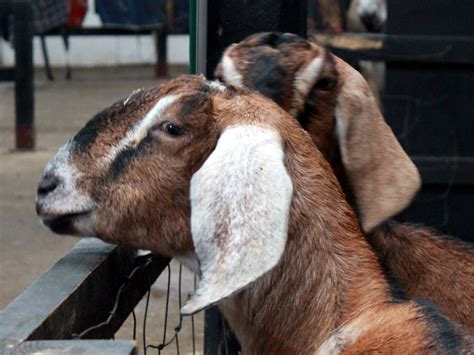 Ternak Kambing Jawa Modern, Baca 7 Langkah Berikut - 6 kumpulan materi ...