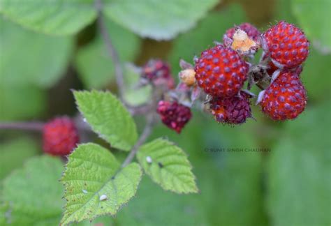 Rubus species- Uttarakhand – eFlora of India