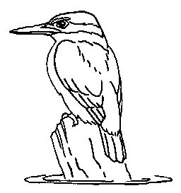 Kingfisher Outline - ClipArt Best