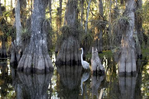 File:Everglades National Park cypress.jpg - Wikipedia