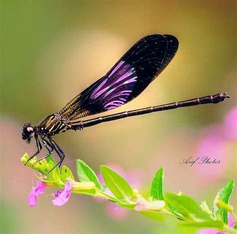 49 best Dragonflies images on Pinterest | Butterflies, Damselflies and ...